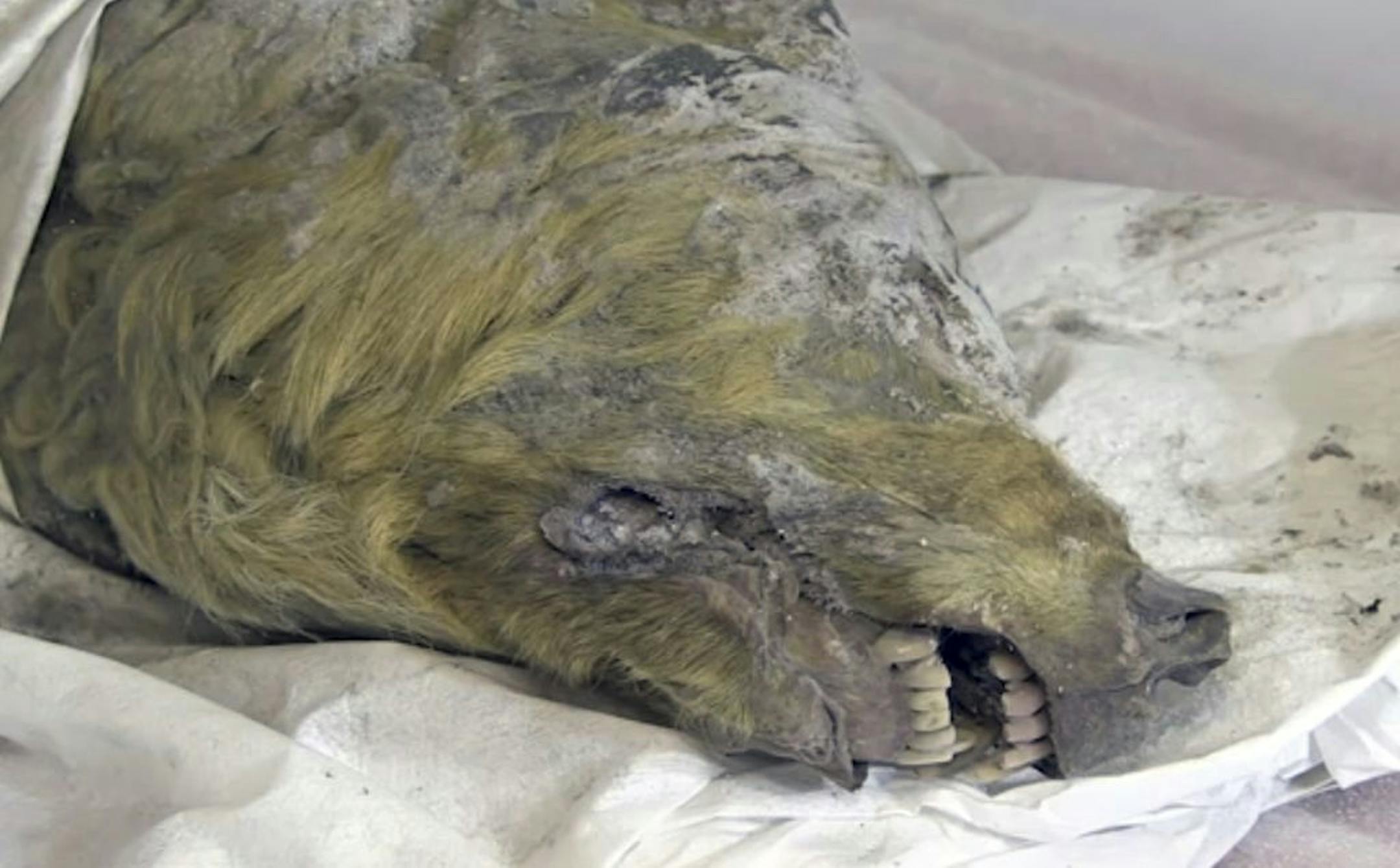 The head of an Ice Age wolf, at the Mammoth Fauna Study Department at the Academy of Sciences of Yakutia, Russia, June 10, 2019. Experts believe the wolf roamed the earth about 40,000 years ago, but thanks to Siberia's frozen permafrost its brain, fur, tissues and even its tongue have been perfectly preserved, as scientific investigations are underway after it was found in August 2018.