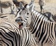 Marilyn Cathcart; Minneapolis
Where were you when you took this photo? Etosha National Park, Namibia What does it show? Zebras gathered at a watering 