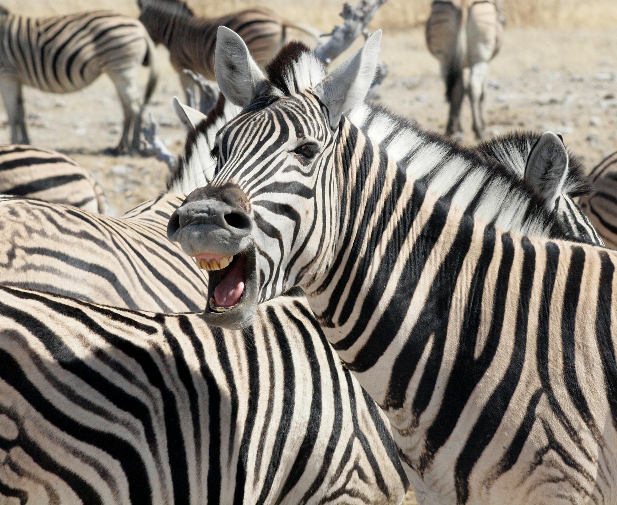 Marilyn Cathcart; Minneapolis
Where were you when you took this photo? Etosha National Park, Namibia What does it show? Zebras gathered at a watering hole
What equipment did you useóa phone or a particular camera? I used an Olympus E-620 SLR with a 140-600mm lens
How did you get this shot? One of our fellow travelers suggested trying "sport" mode on the camera. This shot was a surprise, achieved in a burst of shots taken using "sport" mode. Did you employ any particular technique: did you g