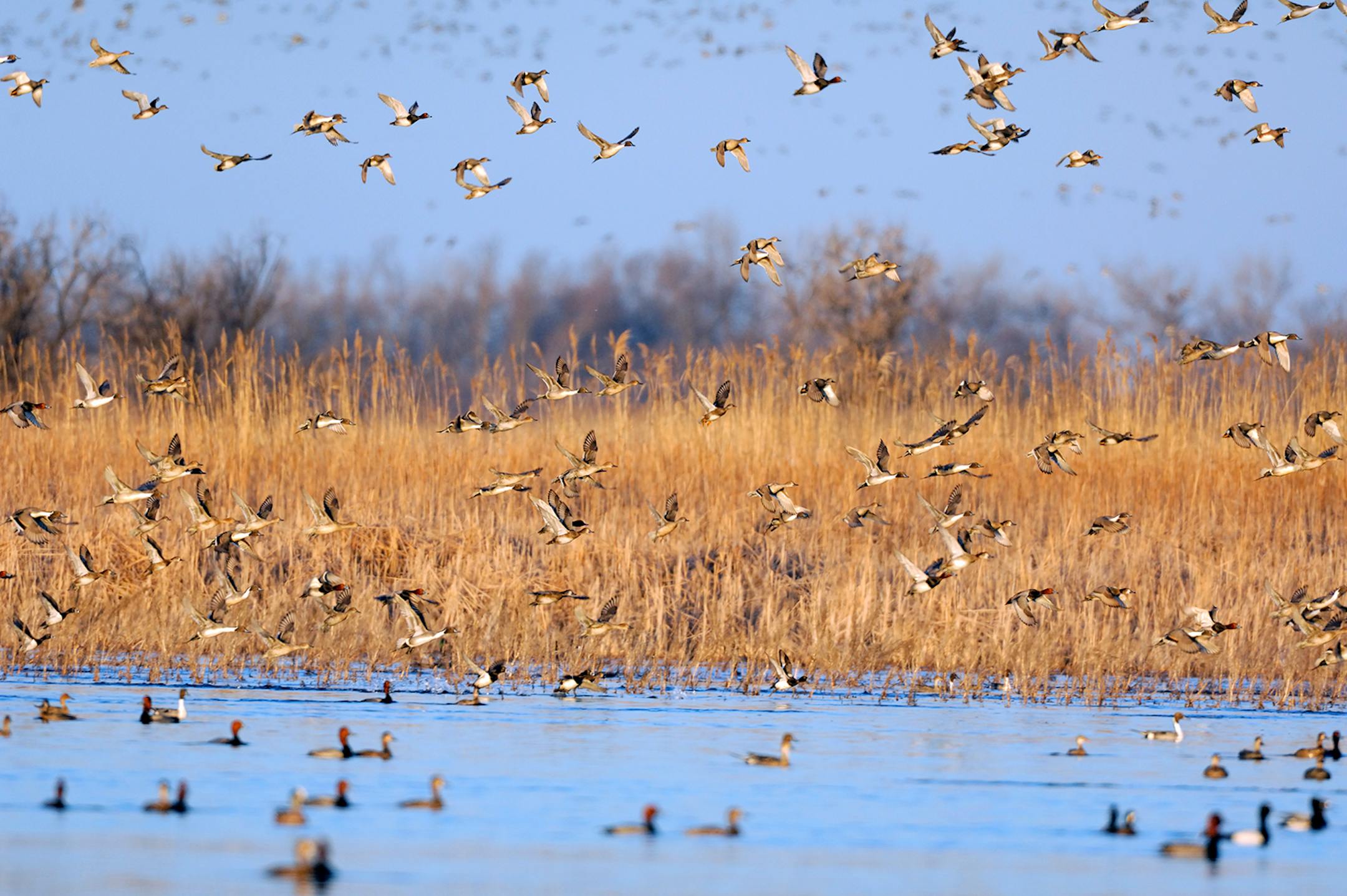 During spring migration, oftentimes migrating waterfowl will gather in large numbers in any available open water. This flock consists mostly of northern pintail ducks, but a variety of other waterfowl species are also present.