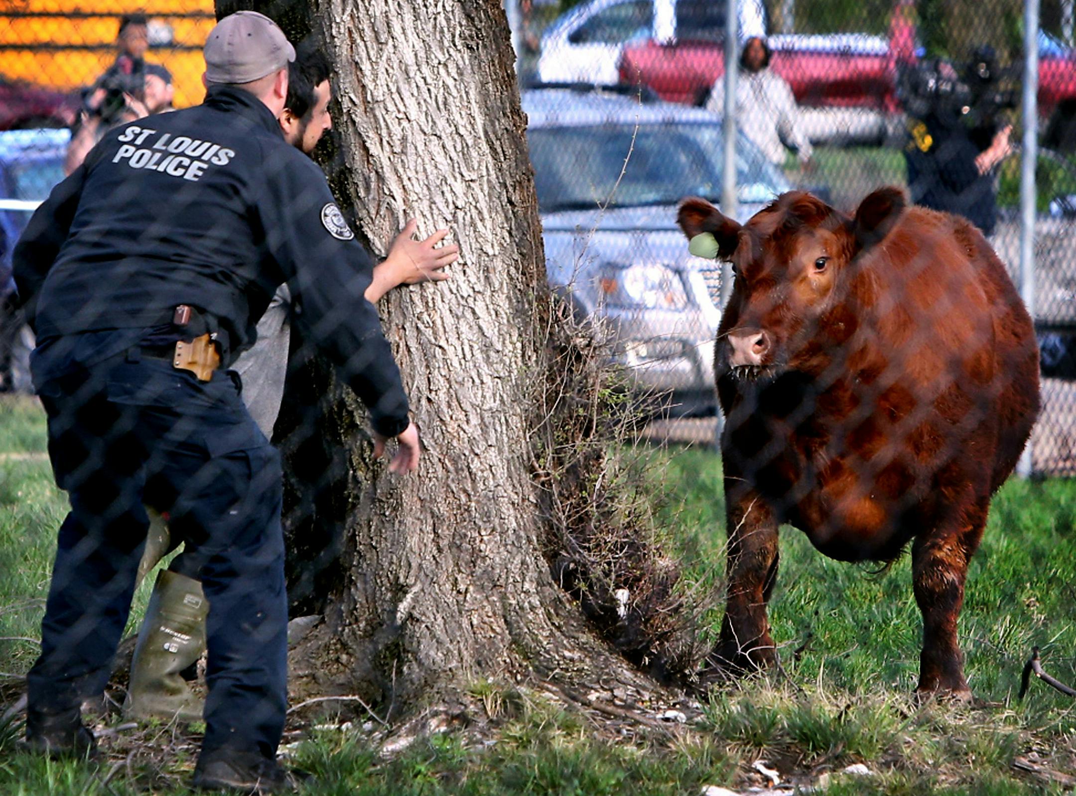 A police officer and a slaughterhouse worker hide behind a tree as they try to corral a heifer in a fenced in area at Sensient Colors in St. Louis on March 30, 2017. A total of six heifers escaped from a slaughterhouse and were chased through the city by police. (David Carson/St. Louis Post-Dispatch/TNS) ORG XMIT: 1227284