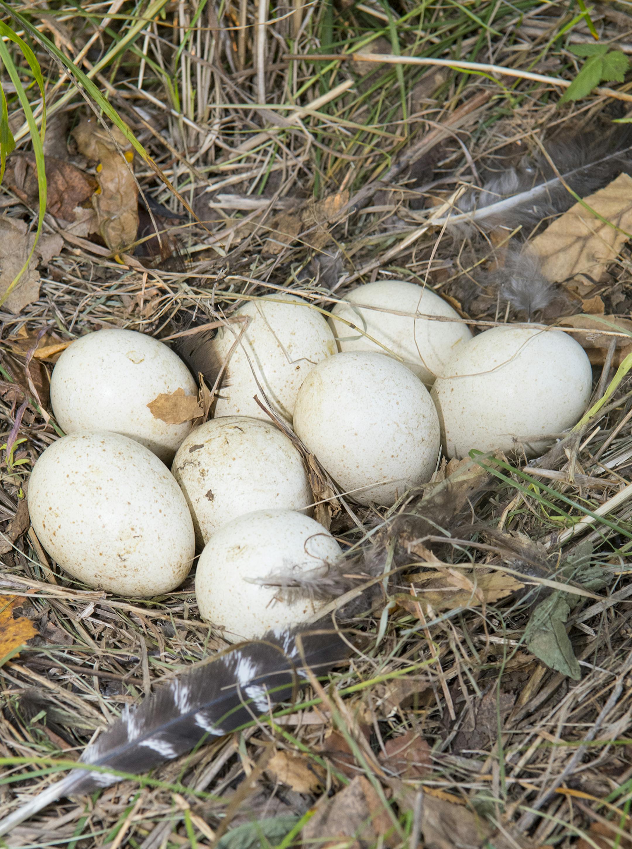 As of Sept. 25, this wild turkey nest contained eight unhatched eggs.