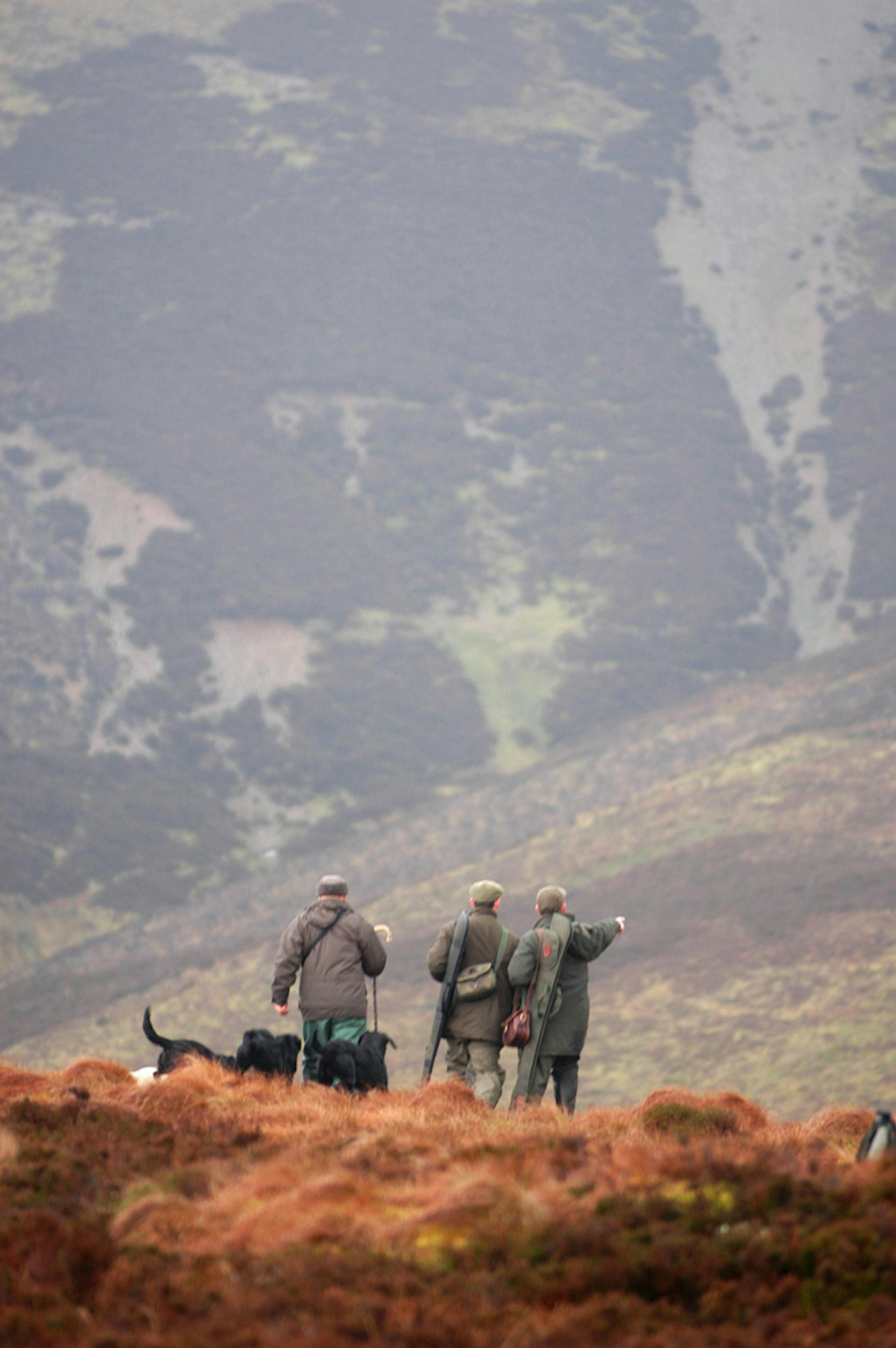 Peering into a deep valley bracketed by rotund Scottish moors, shoot organizers and their guests arrange the next drive intended to push mountain hares toward the guns.
