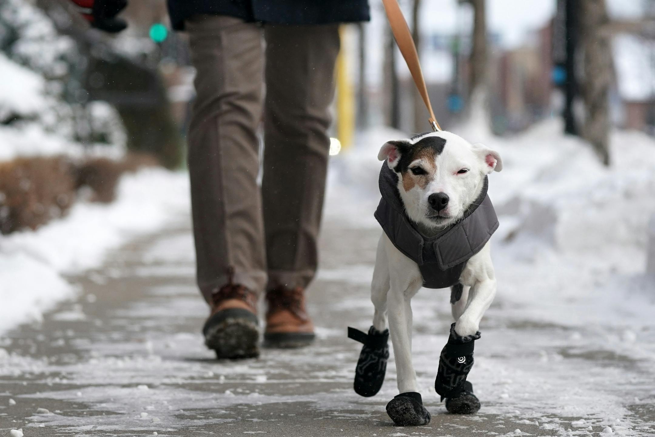 Barry Berg kept boots and a jacket on his 9-year-old dog Daisy to protect her from the extreme cold as he walked her down South Washington Avenue Tuesday.