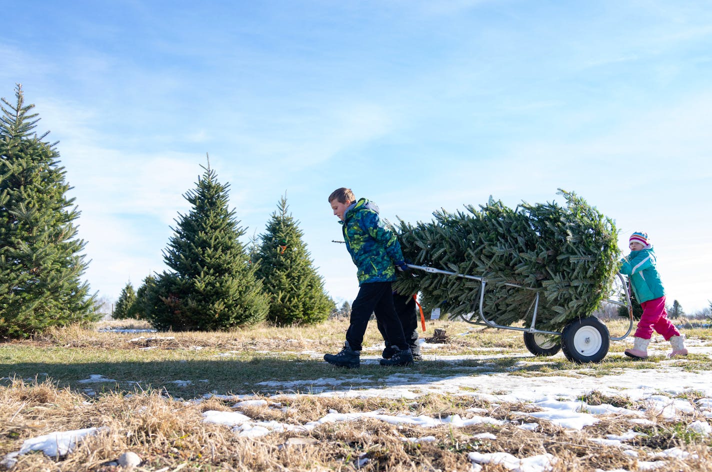 Roen, 10, and Shiloh Lundgren, 5, left to right, pull and push the Christmas tree that their grandfather cut down on a cart Saturday, Nov. 26, 2022 at Happy Land Tree Farms in Sandstone, Minn. ] ALEX KORMANN • alex.kormann@startribune.com