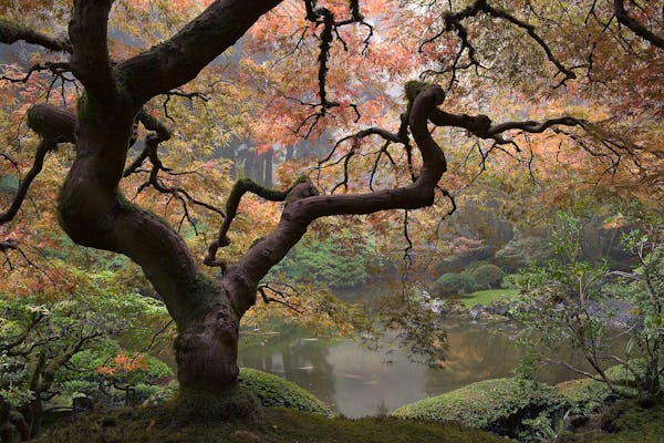 fog, Japanese Maple, OR, fall, Portland Japanese Garden, Acer palmatum