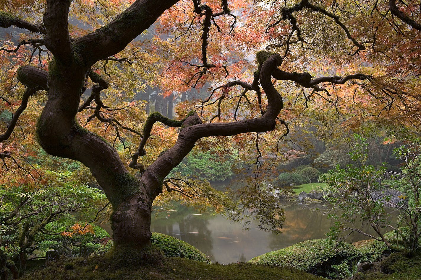 fog, Japanese Maple, OR, fall, Portland Japanese Garden, Acer palmatum