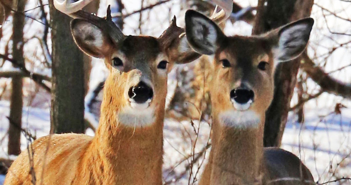 The largest chronic wasting disease outbreak Minnesota has seen is affecting white-tailed deer in southeast Minnesota. (Dennis Anderson/Minneapolis Star Tribune)