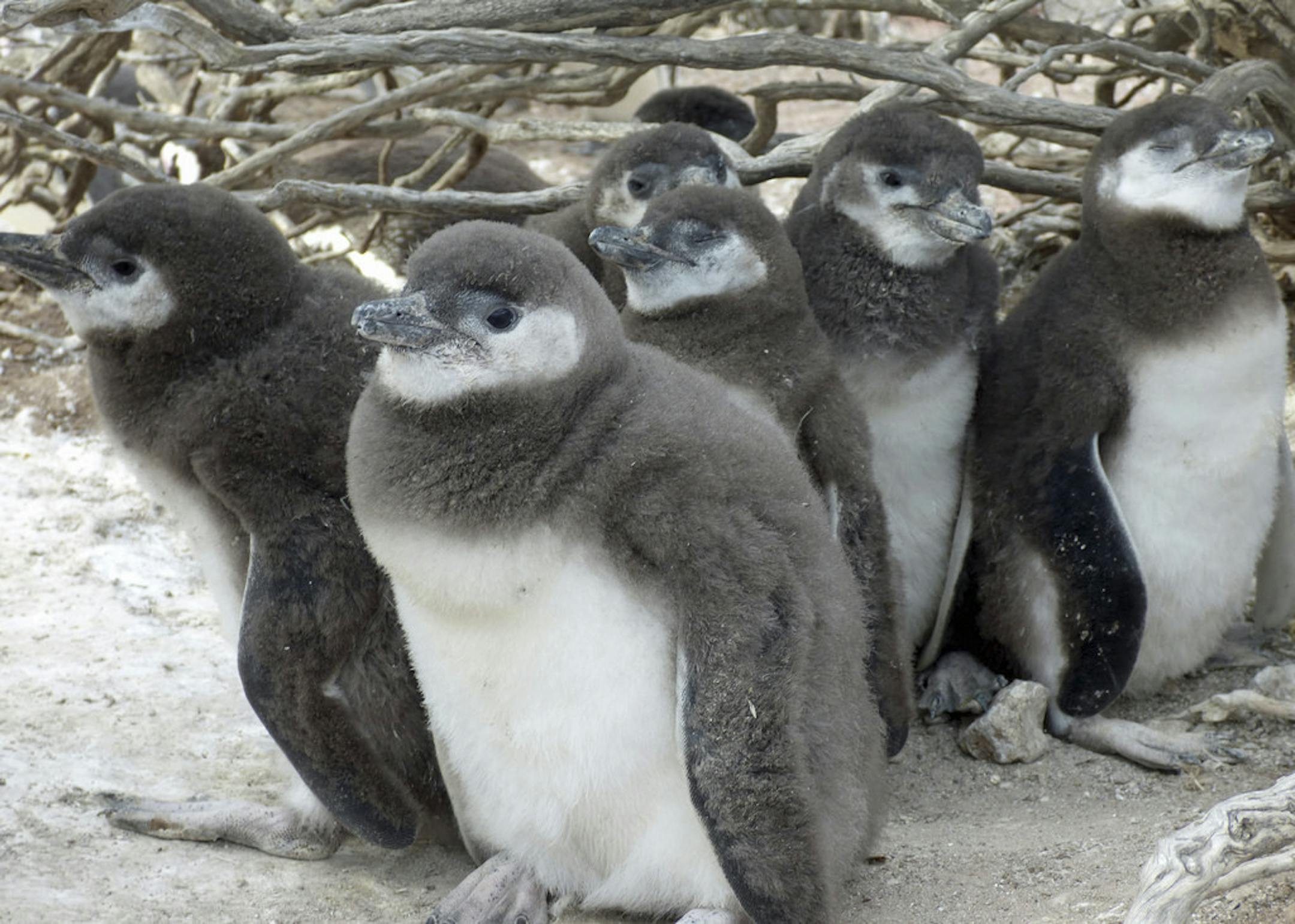 Chicks in their downy plumage seek company and shade under a shrub as they wait for their parents to return and feed them, in undated handout photo. Intense rainfall and extreme heat combined with predation and starvation make life difficult for penguins, a University of Washington scientist says. (Dee Boersma/University of Washington via The New York Times) NO SALES; FOR EDITORIAL USE ONLY WITH STORY SLUGGED xxx BY xxx. ALL OTHER USE PROHIBITED.