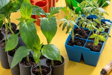 Seed-starting trays are reusable and make it easy to pop out young seedlings without damaging the plant’s roots. 