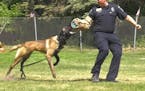 Seventeen police canines and their human partners graduated from St. Paul's K-9 training program in May.