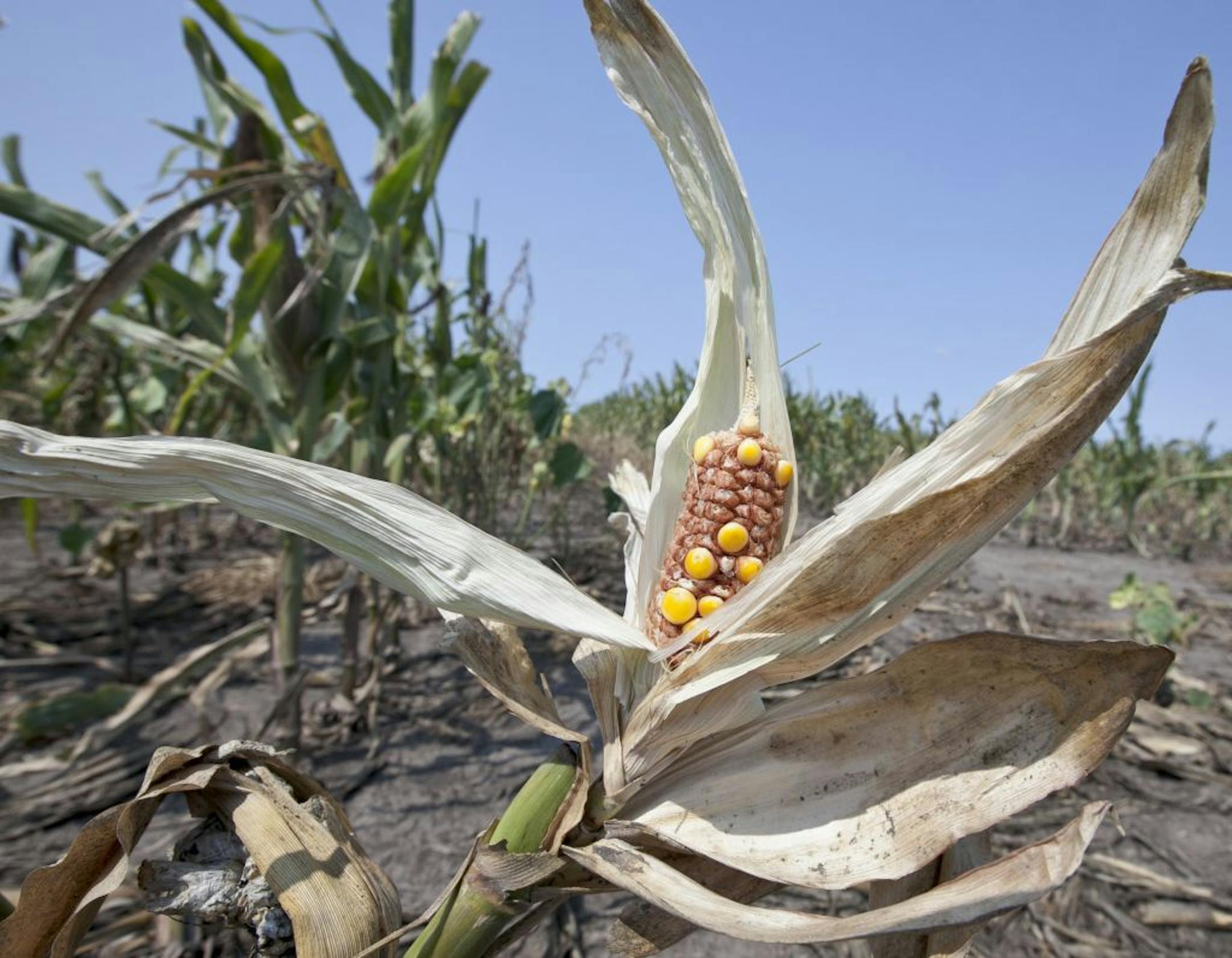 Dry conditions worsened in August across much of the Midwestern corn belt as the worst U.S. drought in decades continues.