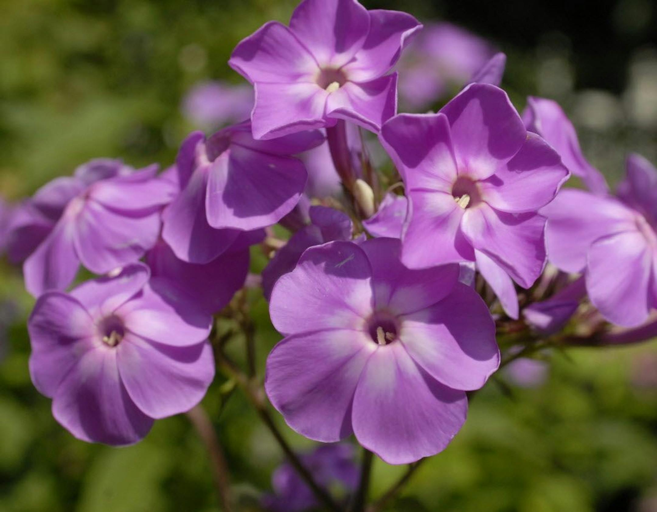 This phlox flower is one of many in the gardens of Bob Butera and Marilyn Sifford, in Eagleville, Pennsylvania, as pictured August 9, 2008. The couple have lived in the Jeffersonville home, built in 1940 by Butera's father, since 2002, and have turned the landscape into an extraordinary garden.