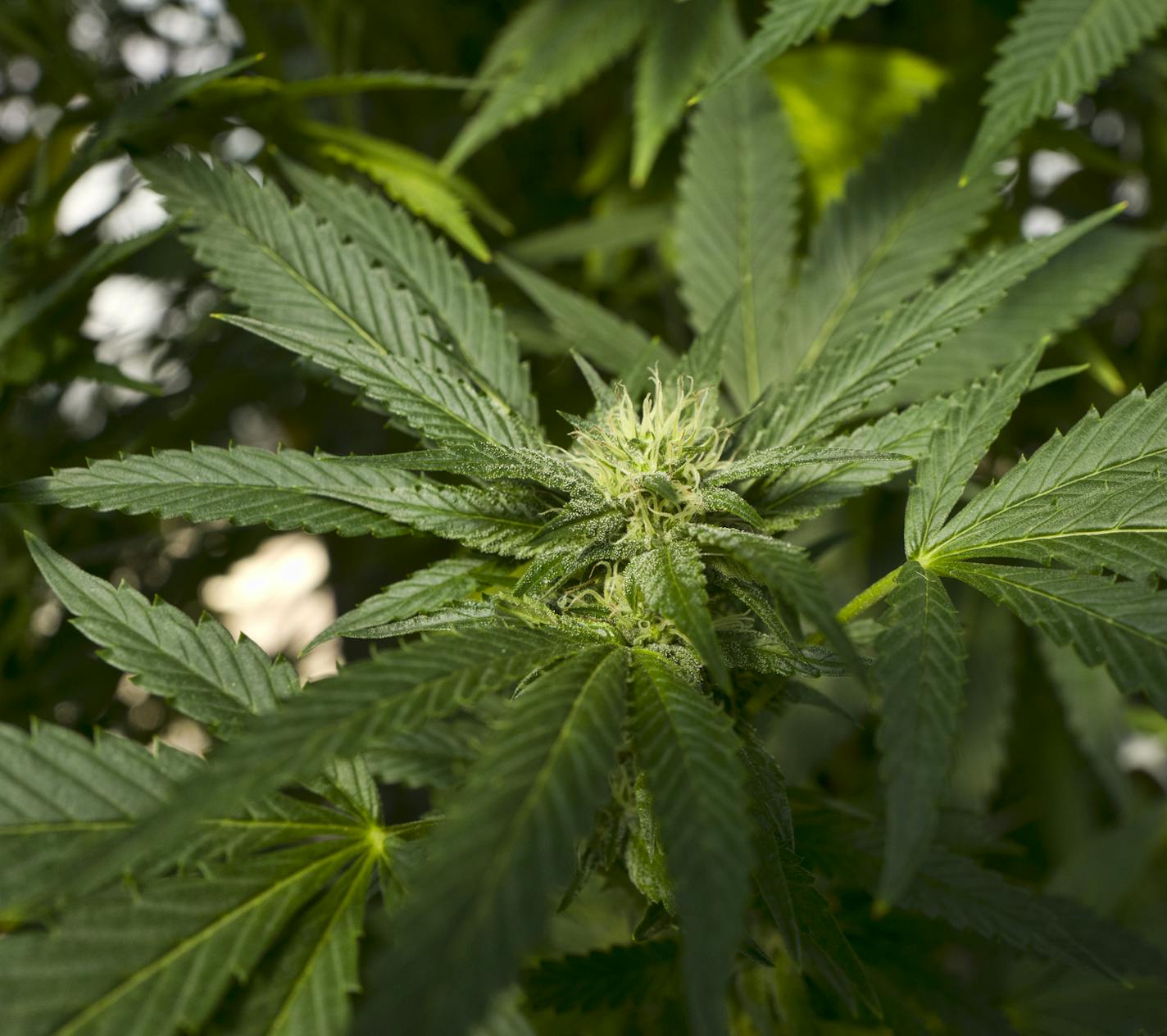 FILE - This Sept. 11, 2018, file photo shows a marijuana plant at SLOgrown Genetics in the coastal mountain range of San Luis Obispo, Calif. When California voters broadly legalized marijuana in 2016, they were promised that part of the tax revenue from pot sales would be devoted to programs to teach youth how to avoid substance abuse and "prevent harm" from marijuana use. But more than a year after the start of sales, there's no money for those programs and looming questions about how they migh