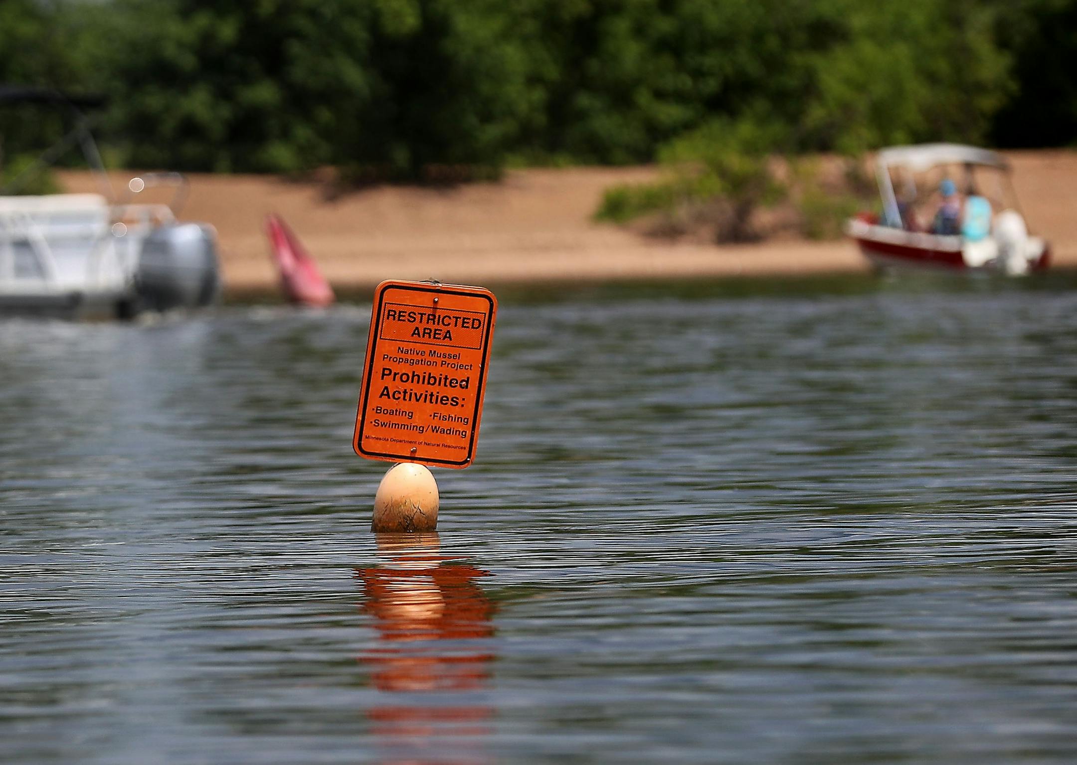 A Minnesota DNR crew transplanted 3,506 mussels native to Minnesota -- including Higgins' eye, bucket and snuffbox-- to grow in the waters of the St. Croix River, across from Hudson, WI, Tuesday in Lakeland, MN. Here, a DNR sign alerting passing boaters to the presence of transplanted mussels in the St. Croix.