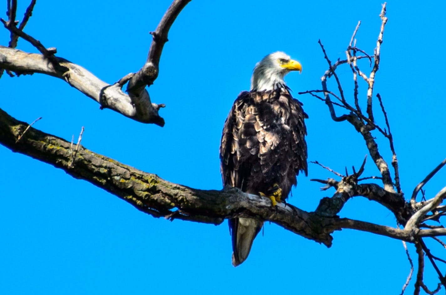 Rep Betty McCollum asked the new citizens to look at this bald eagle and look at the United States seal on their certificates. She then explained the symbolism of the arrows in one talon and the olive branch in the other. This eagle was perched in a cottonwood tree overlooking the ceremony. 135 immigrants were sworn in as U.S. citizens today, Friday June 13, 2014, at the Harriet Island Pavilion overlooking the banks of the Mississippi River. ] GLEN STUBBE * gstubbe@startribune.com