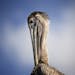 A pelican sits in the sun at Miami's Pelican Harbor Seabird Station, Tuesday, Feb. 3, 2015. Teresa Sepetuac, rehabilitation manager, reports 75% of th