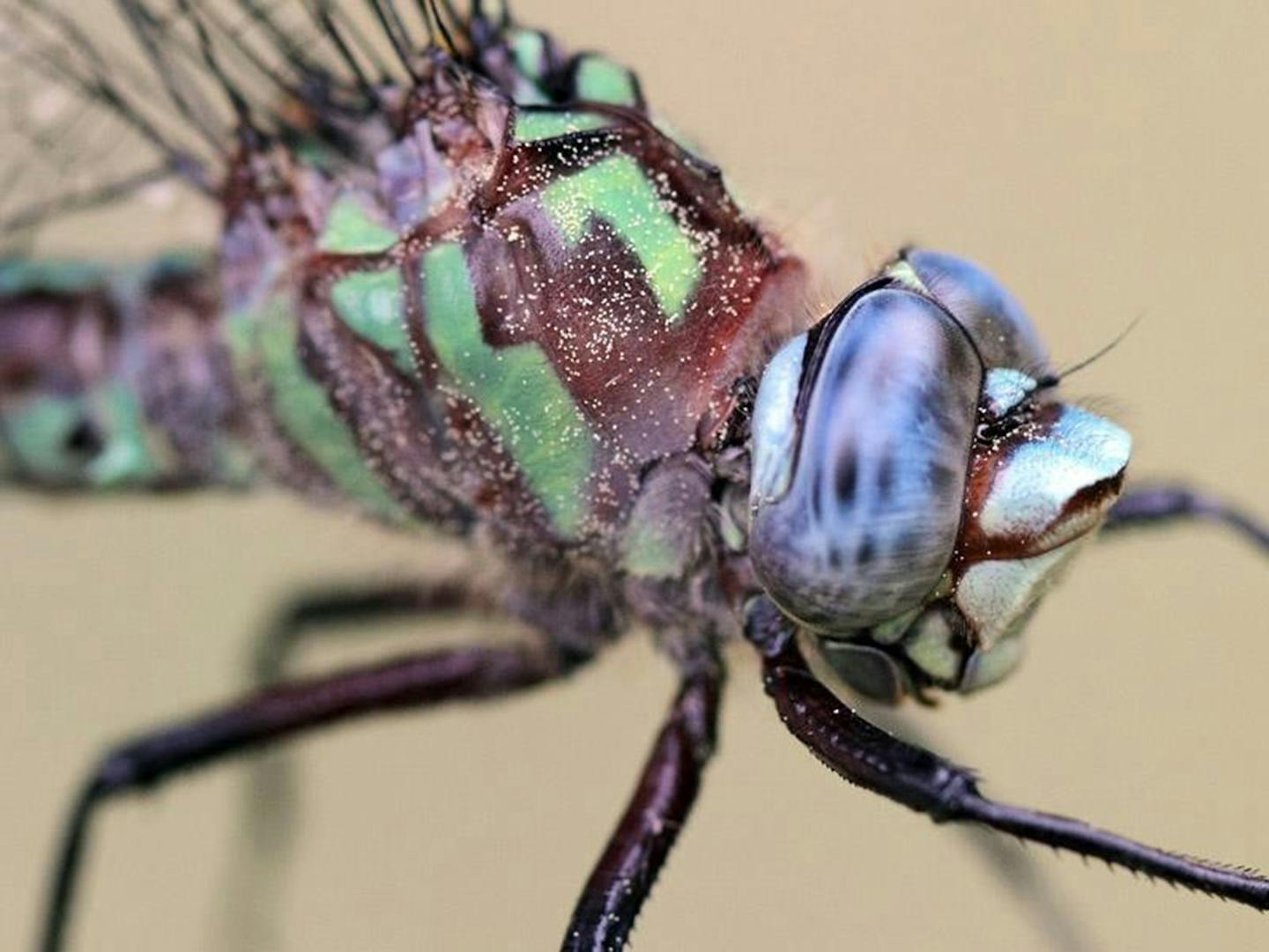 Cyrano darner dragonfly