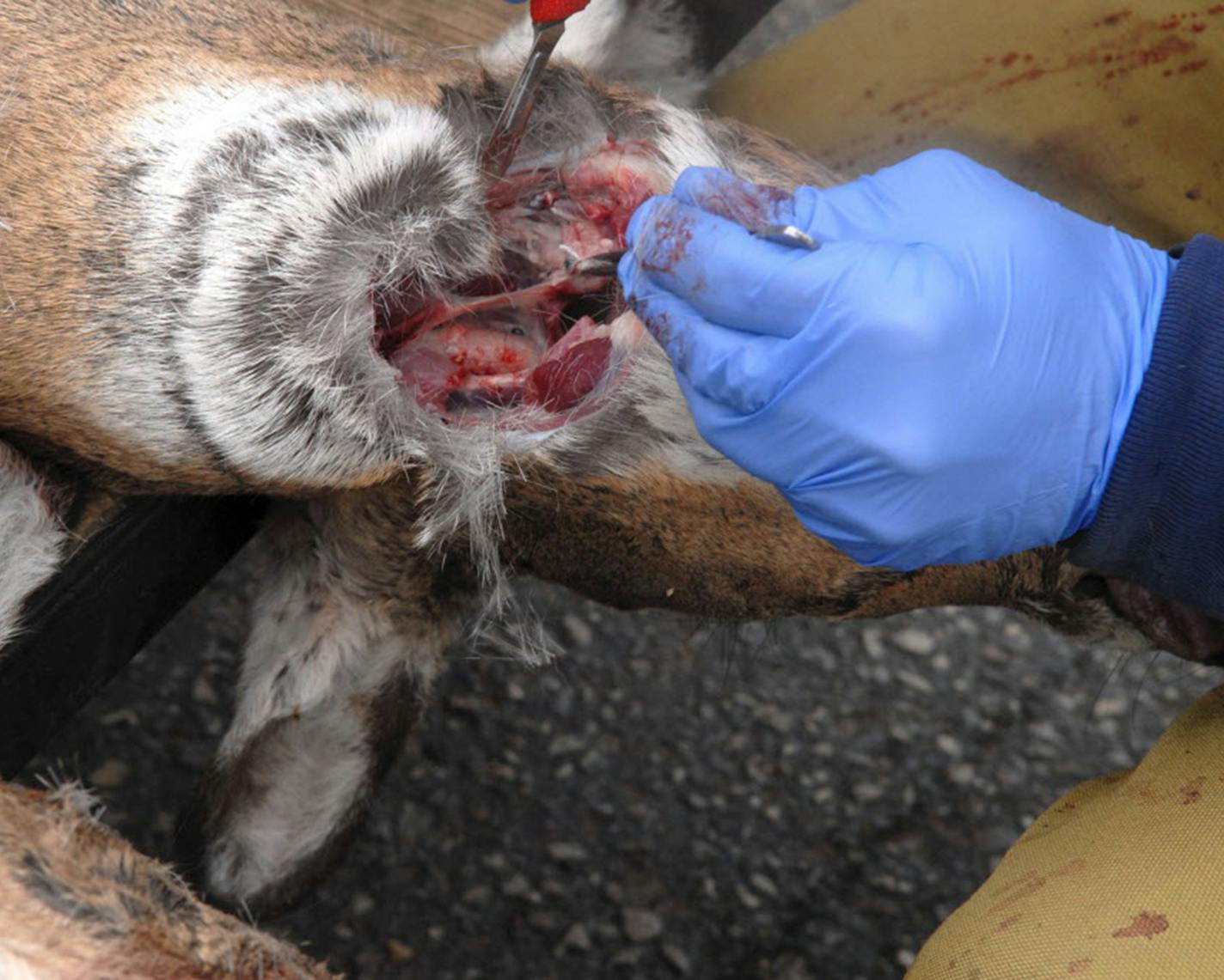 DNR wildlife technicians remove lymph nodes from deer to check them for chronic wasting disease (CWD). ORG XMIT: MIN2017010314253029