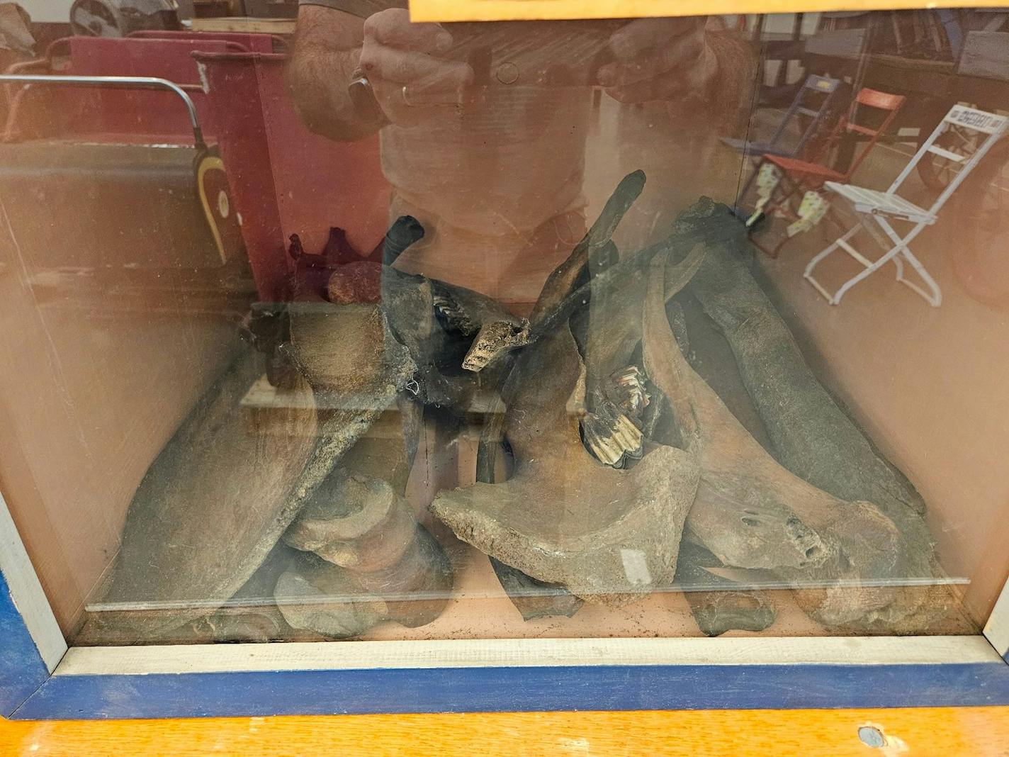 A collection of bones, including a bison jaw.