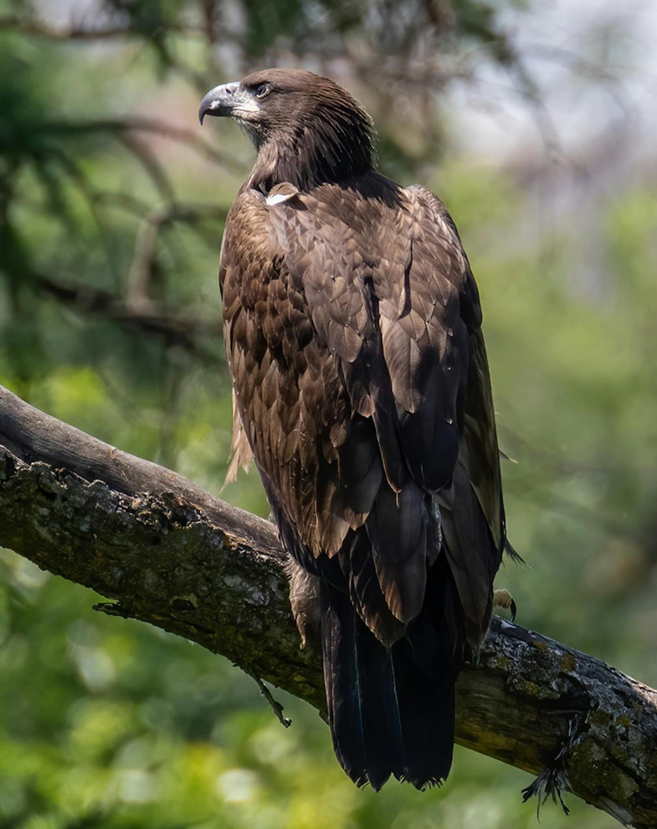 The young eagle known as E1. ONE-TIME USE ORG XMIT: e-m_3pY0yWclVUAiGMwm