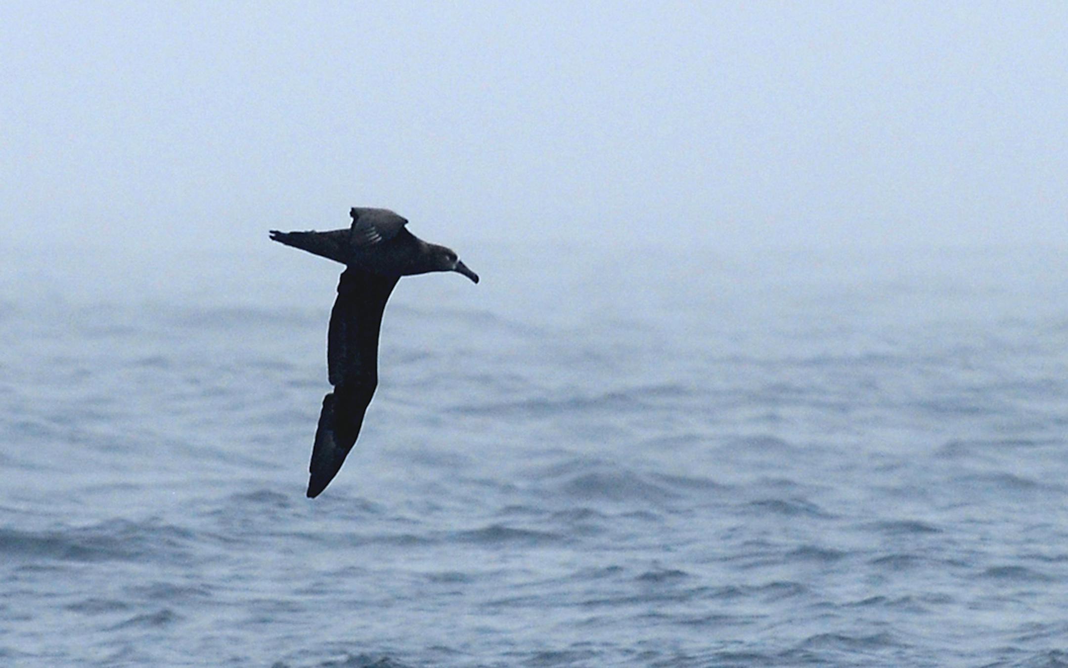 Albatrosses like this black-footed one fly thousands of miles a year in search of food.