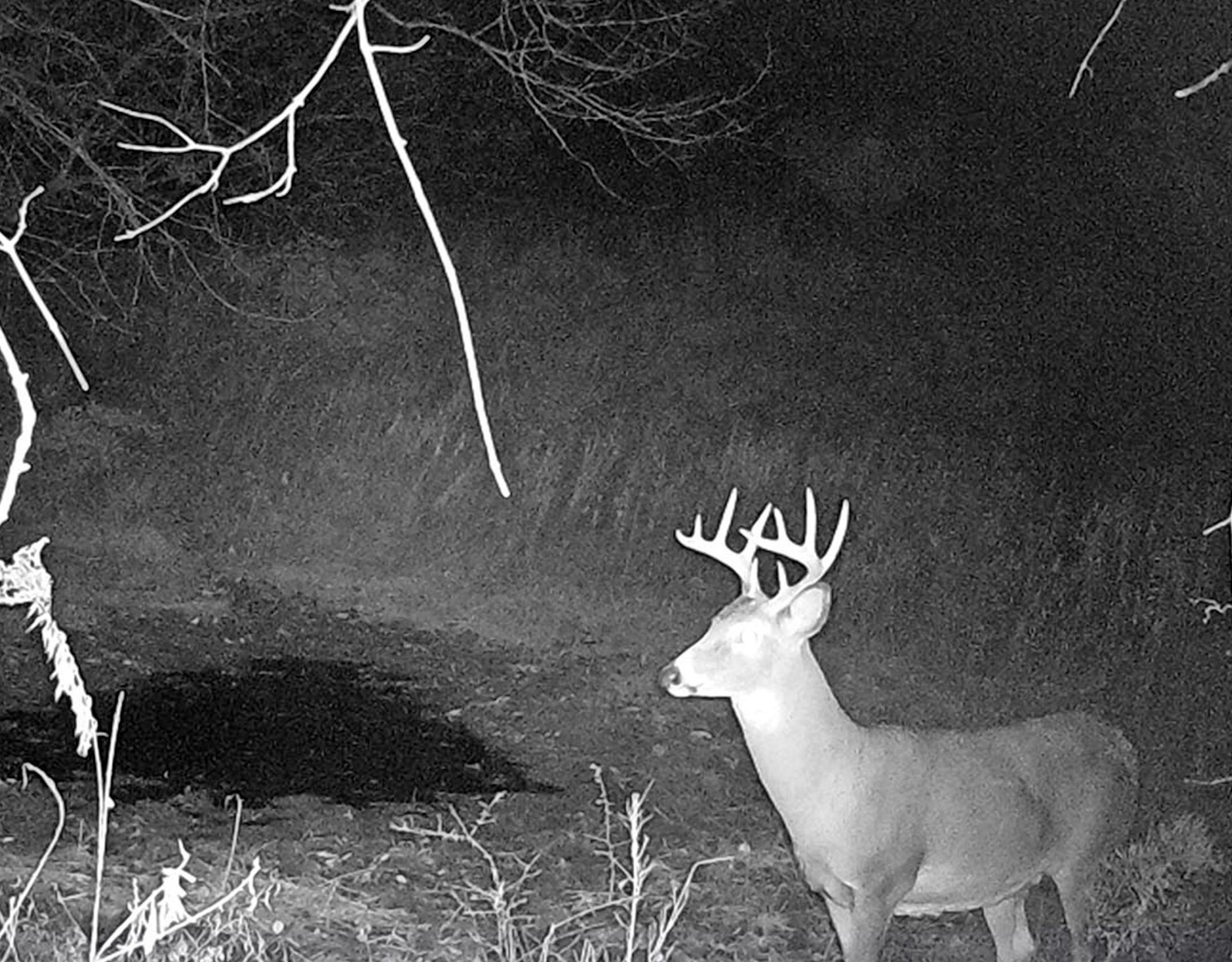This healthy-looking buck showed up in the middle of the night on Luke Ihrke's trail camera a couple of weeks before the firearms hunting season in northeastern Houston County. No one knew the deer was infected with chronic wasting disease (CWD) — a dead deer walking — until Luke harvested it on opening weekend. He complied with the DNR's mandatory CWD surveillance program for the area and was later notified it was diseased. The finding has complicated Minnesota's fight against an expanding outb