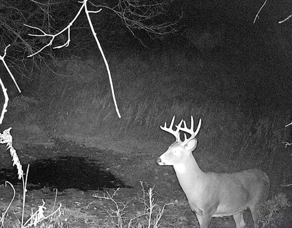 This healthy-looking buck showed up in the middle of the night on Luke Ihrke's trail camera a couple of weeks before the firearms hunting season in no
