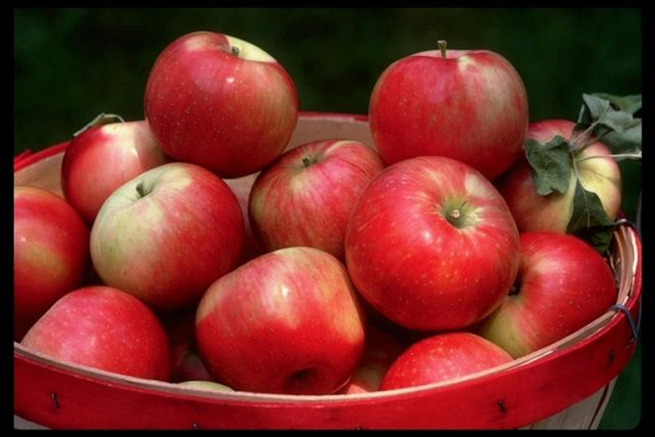 Zestar apples are ripe well ahead of schedule this year.