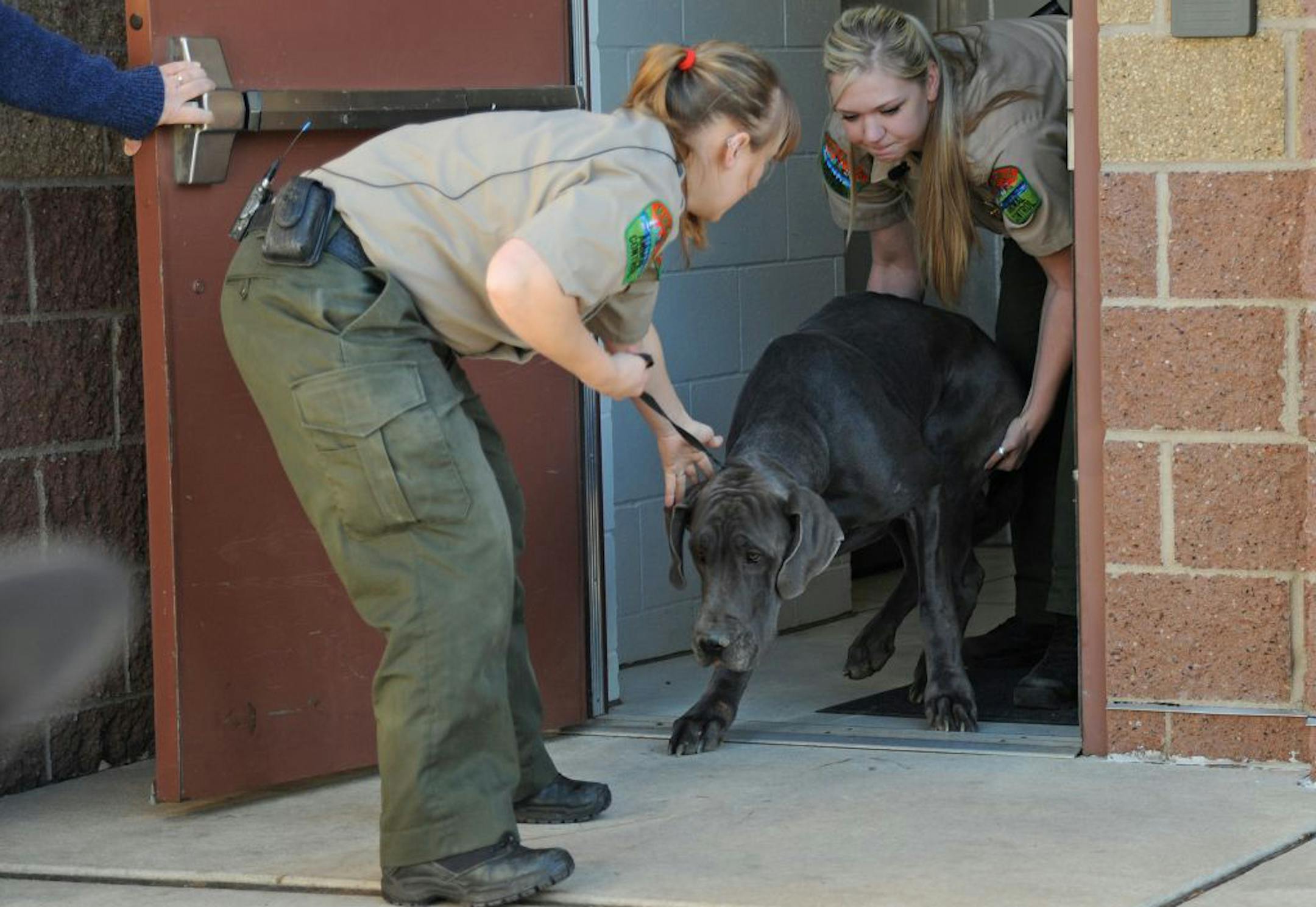 Dogs had to be guided or carried to the rescue agency's van. Two puppies already have been placed.