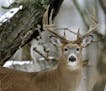 ONE TIME USE. The proper photography equipment allowed Marchel to capture this image of mature whitetail buck.