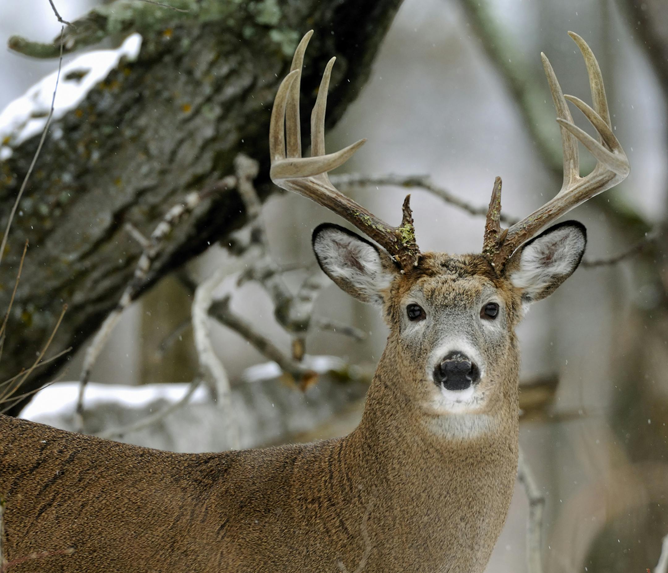 ONE TIME USE. The proper photography equipment allowed Marchel to capture this image of mature whitetail buck.