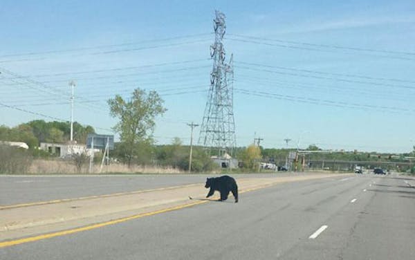 Wayward bear crossing Hwy. 13 in Savage over the weekend.