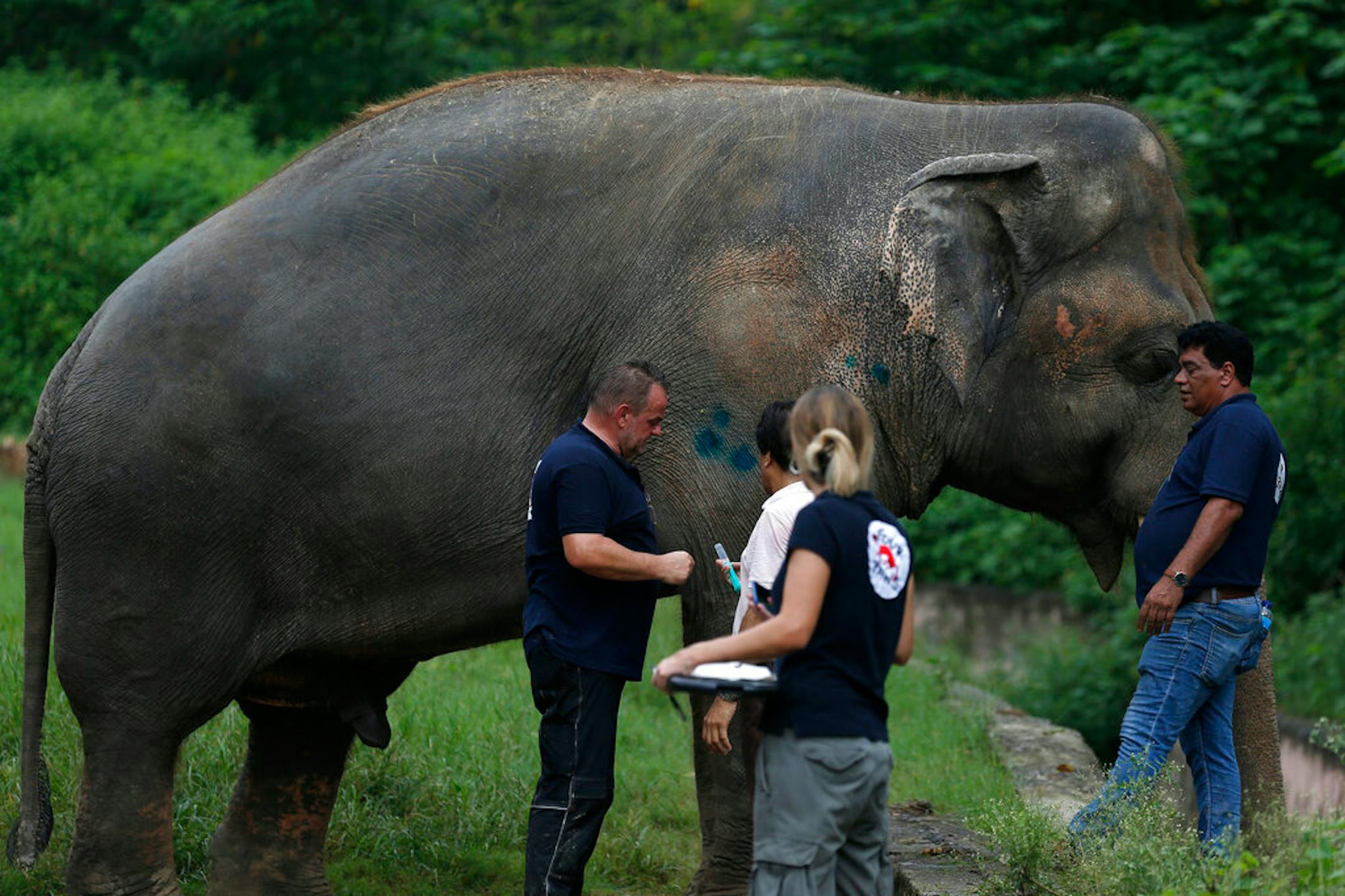 Veterinarians from the international animal welfare organization Four Paws examined an elephant named Kaavan at Maragzar Zoo in Islamabad, Pakistan, Friday, Sept. 4, 2020.