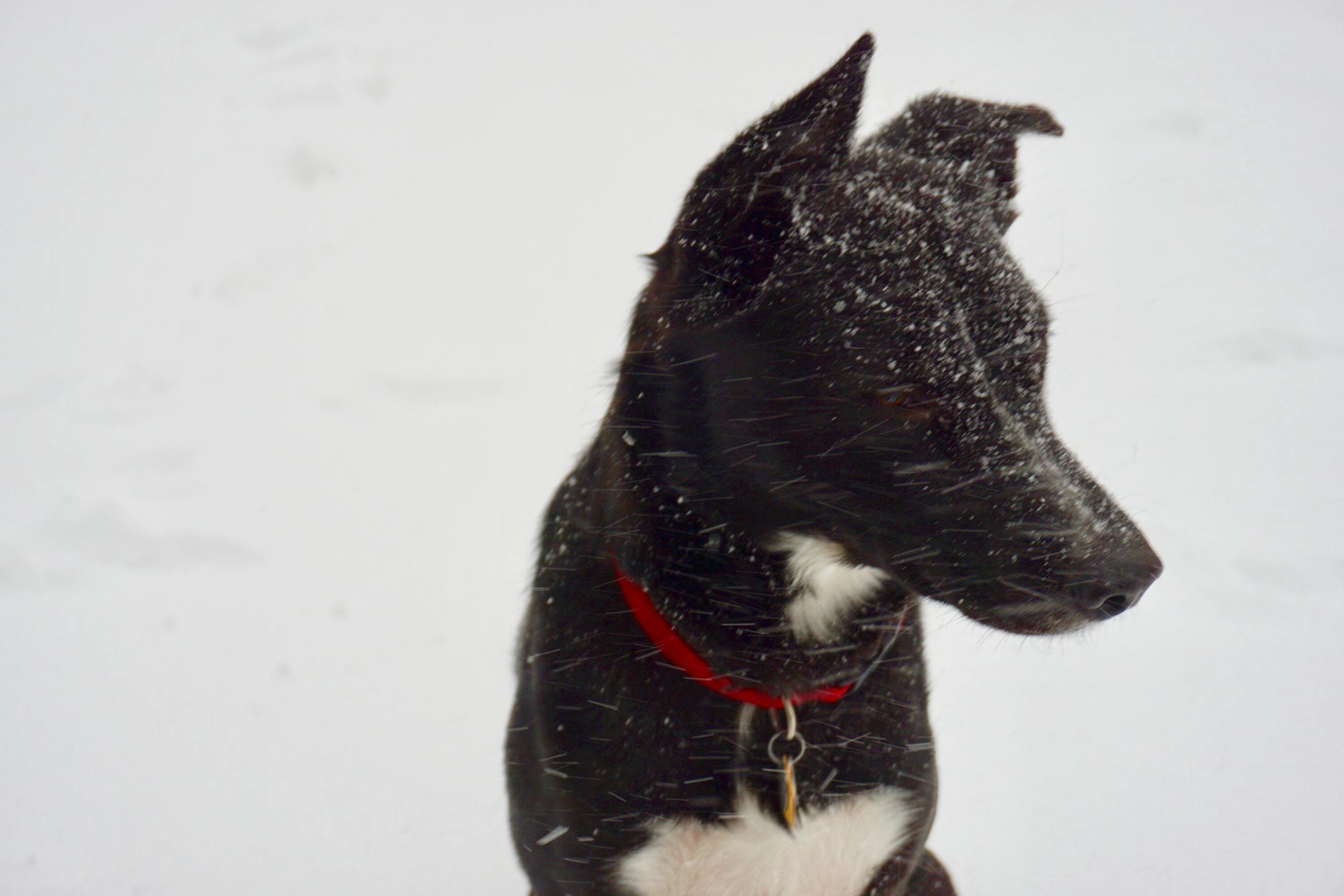 There is nothing Angus likes more than a face full of snow. Well, a steak. He would like a steak.