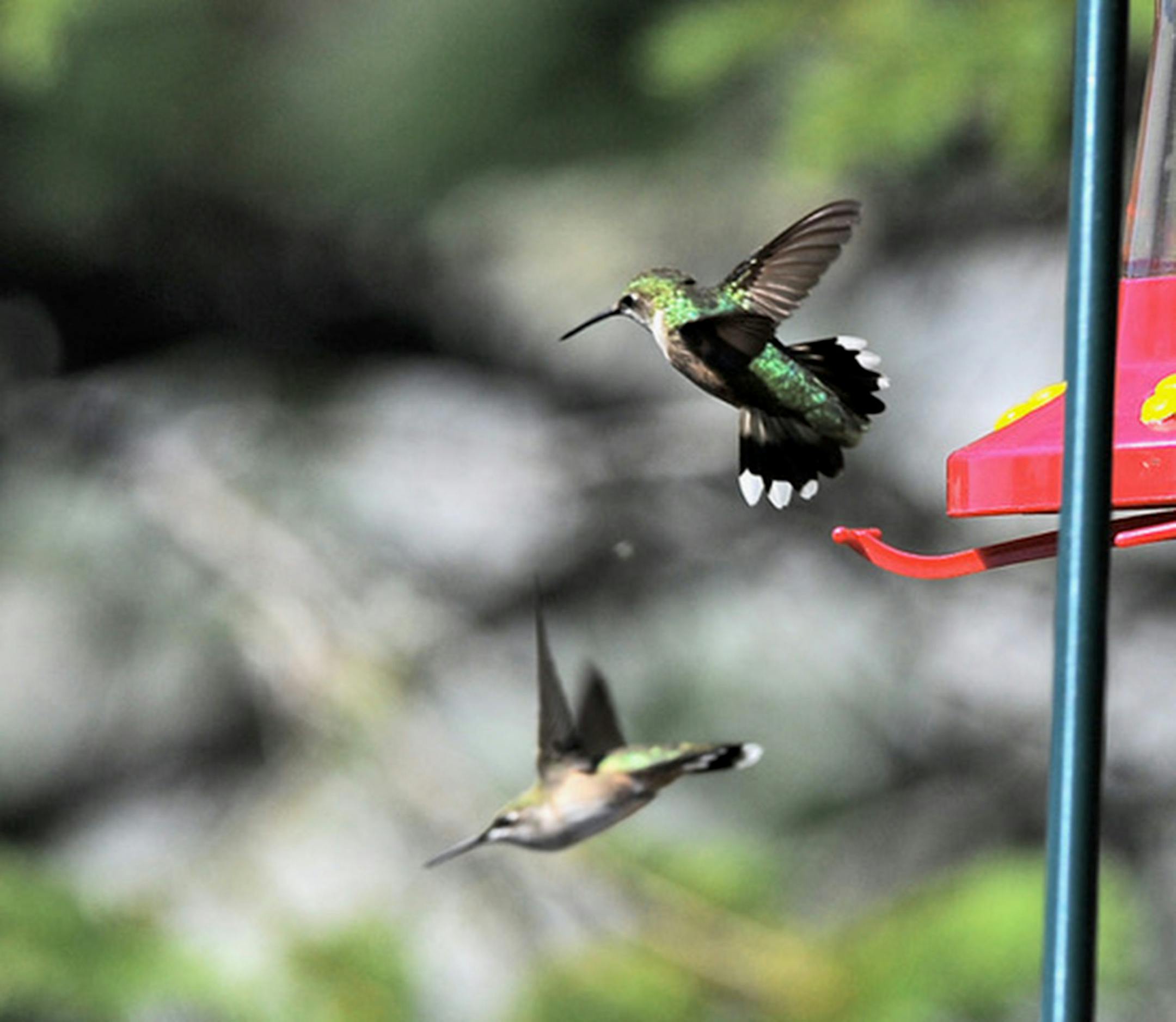 Ruby-throated hummingbirds have a food fight at a feeder. Jim Williams photo