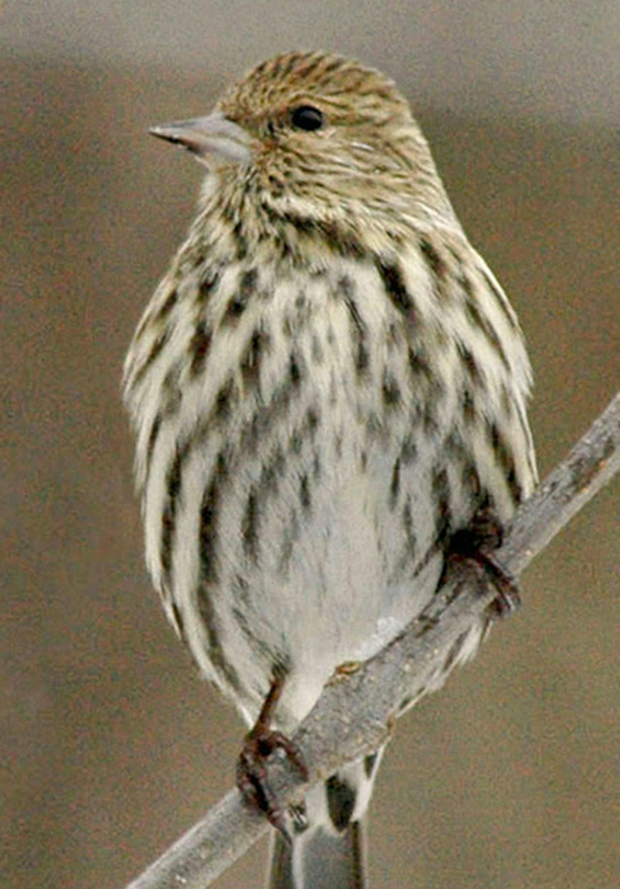 Pine siskin
Photo by Jim Williams, special to the Star Tribune