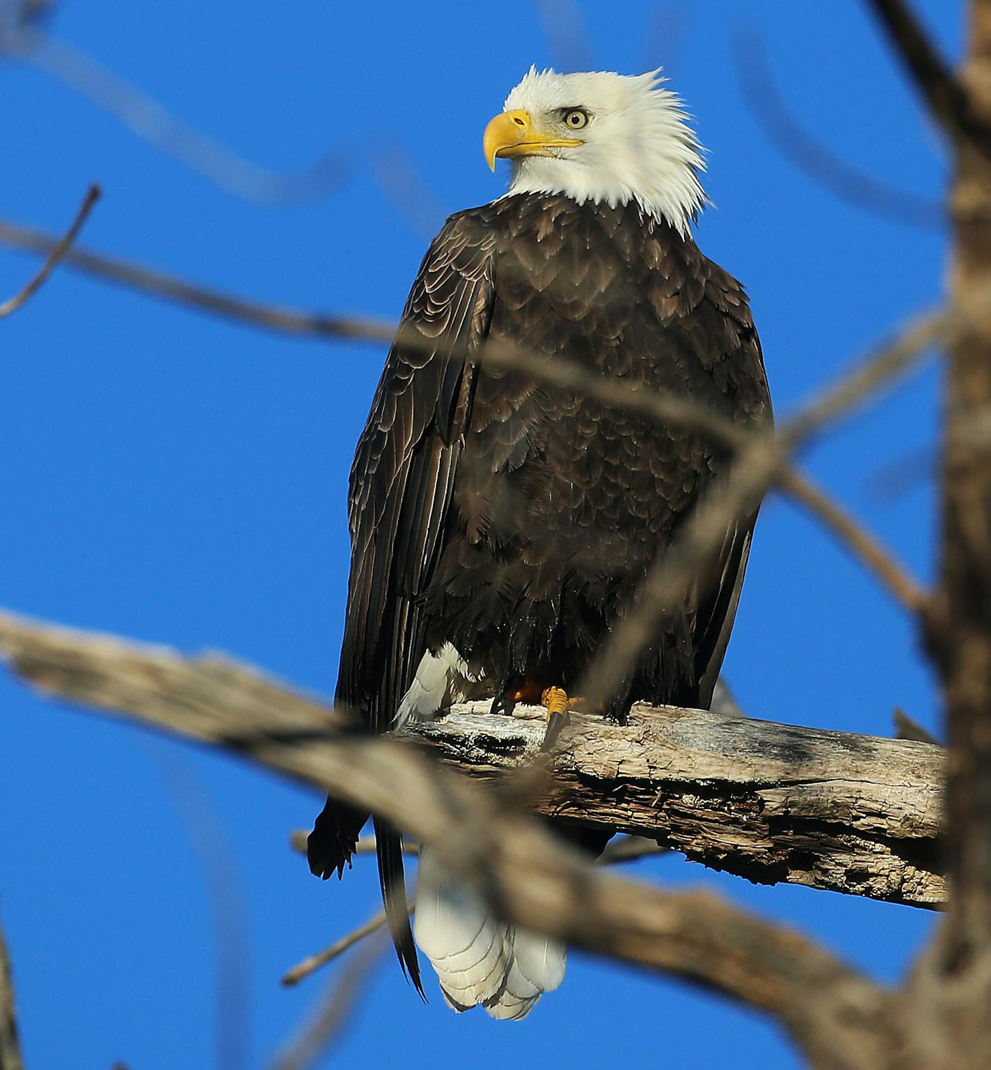 A bald eagle scans its surroundings on the Mississippi River, near Lock and Dam No. 1, after temps dropped into the single digits overnight and seen Tuesday, Nov. 13, 2018, in Minneapolis, MN.] DAVID JOLES &#x2022; david.joles@startribune.com B3 standalone