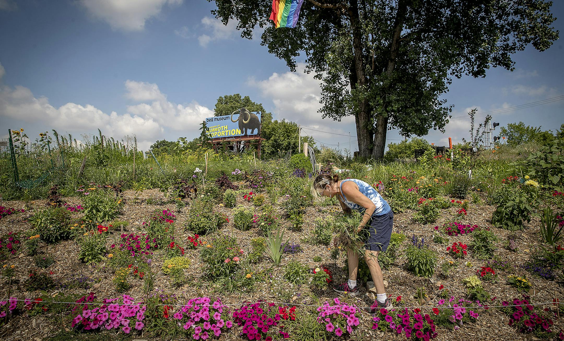 Marybeth Lonnee worked on the memorial garden she planted with donated perennials and help from other Merriam Station Community Garden volunteers, Monday, July 23, 2018 in St. Paul, MN. Lonnee said that working on the garden helps her with her grief. Her grandson, Alan Geisenkoetter, 8, was killed after a snowmobiler plowed through an ice fishing shack in January. ] ELIZABETH FLORES ï liz.flores@startribune.com