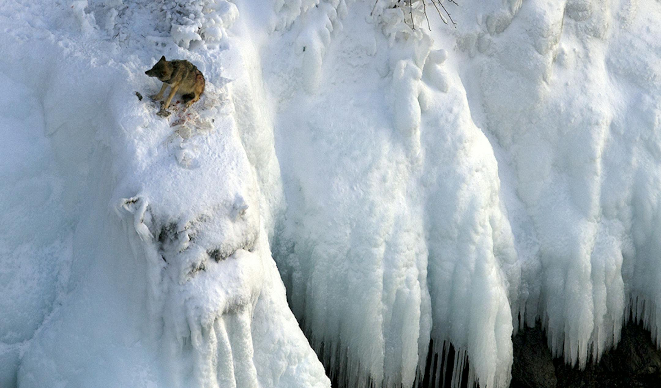 COURTESY OF ROLF PETERSON. Isabelle, a five-year-old female, is a floater not attached to either of the two packs on Isle Royale. That makes her vulnerable to attacks by the other packs. Last winter she took refuge on an icy bluff over Lake Superior to lick her wounds. Another time she was forced out onto the ice. This winter she §was seen only on one day in January, patrolling the shoreline. Researchers say she is one of the wolves that could §leave the island if another ice bridge fo