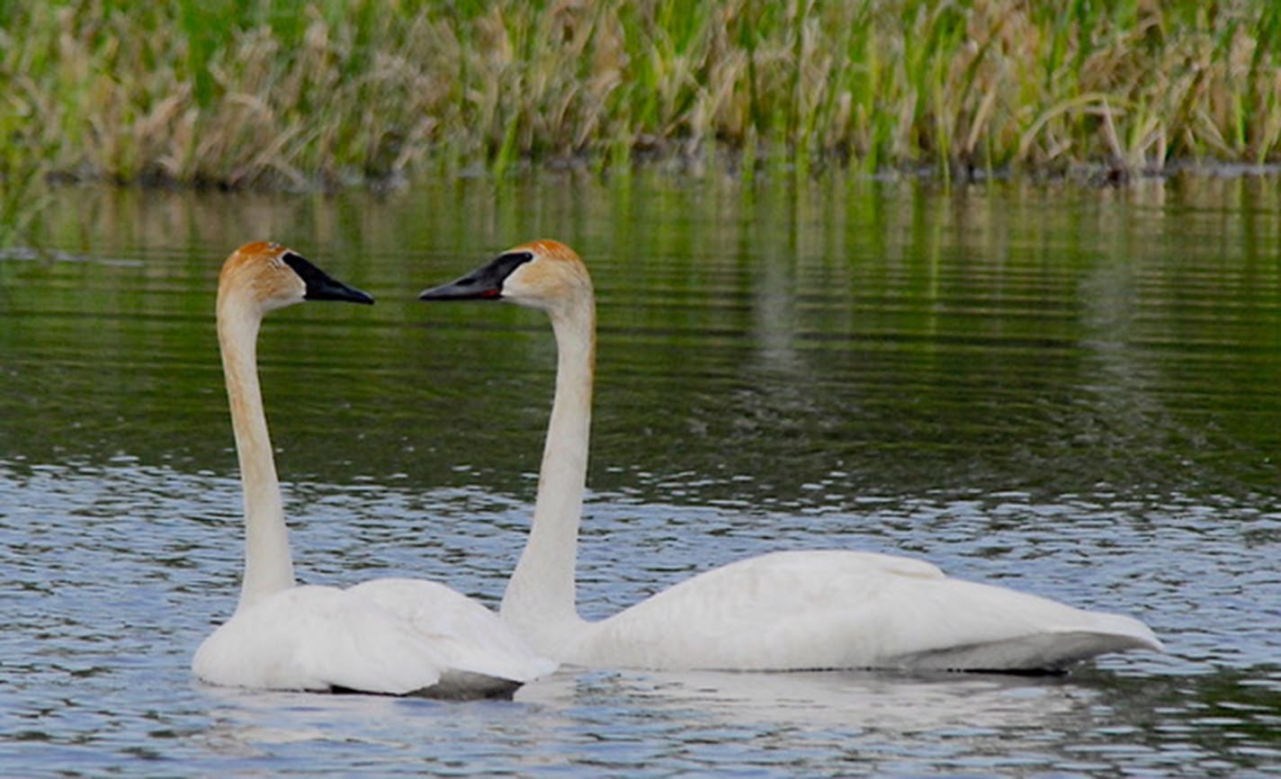 A pair of trumpeter swans on water near the shoreline.