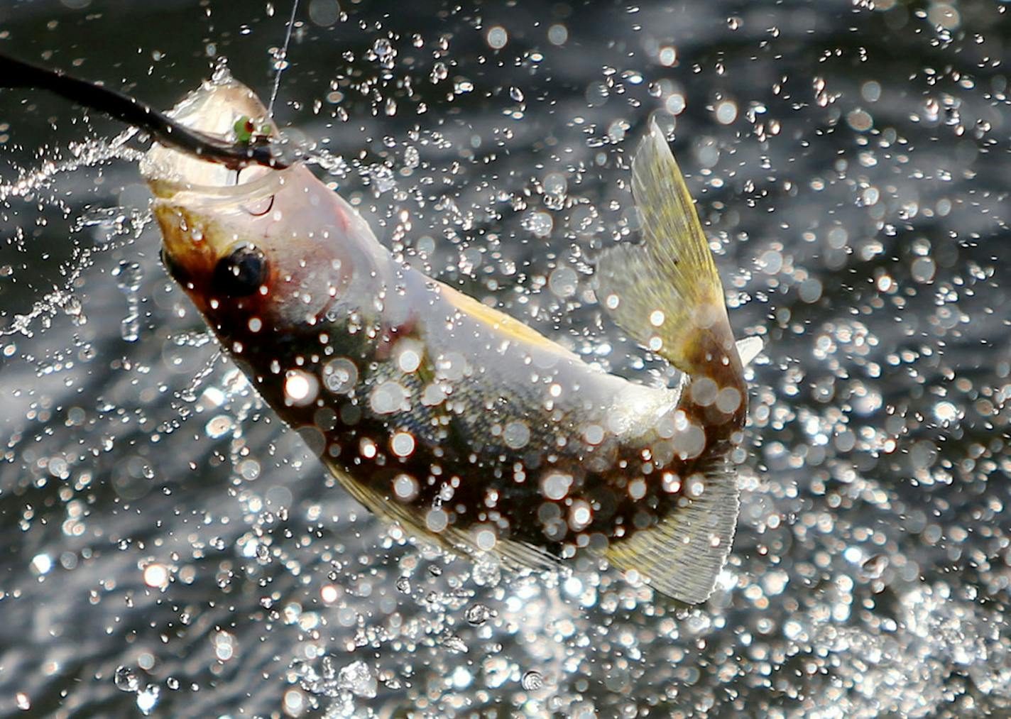 A small walleye is pulled in on the Twin Pines Resort boat during an evening excursion on Lake Mille Lacs in 2015.