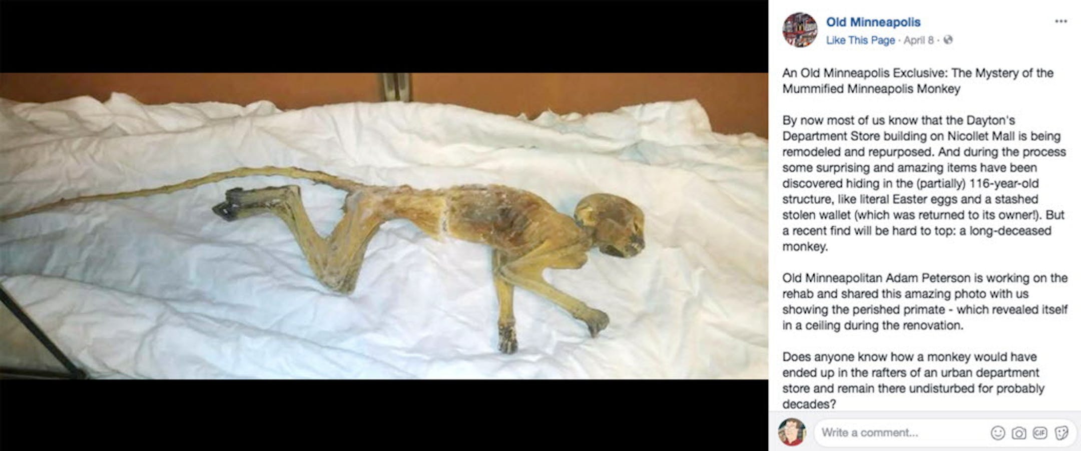 Decades-old remains of a mummified monkey were found by crews working in Minneapolis on the massive renovation of the historic downtown Dayton's building. (Old Minneapolis/facebook.com/oldmpls)