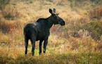 This bull moose, sprouting the bumps of new antler growth on i's head, grazed in a swamp off the Gunflint Trail in northeastern Minnesota.