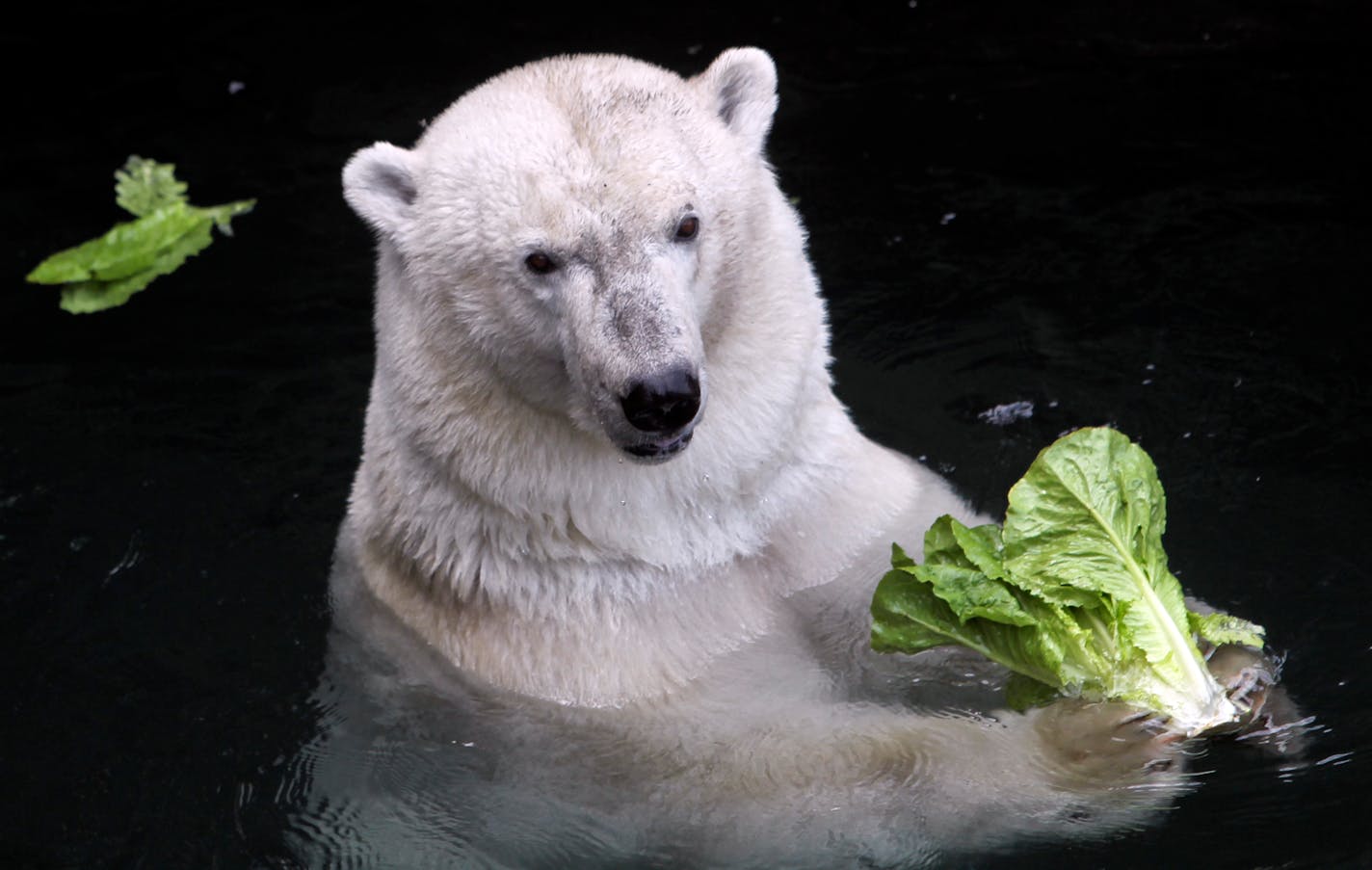 Berlin snacked on lettuce as she acclimated to her new surroundings at the Como Zoo in St. Paul, MN, Tuesday, Aug. 14, 2012.] (DAVID JOLES/STARTRIBUNE) Como Zooâ€™s polar bears just got a housemate. Buzz &amp; Neil are now sharing their outdoor habitat with Berlin, the female polar bear displaced by the flooding at Duluthâ€™s Lake Superior Zoo in June. Berlin has been behind the scenes of Comoâ€™s Polar Bear Odyssey Exhibit and not on public display until now.