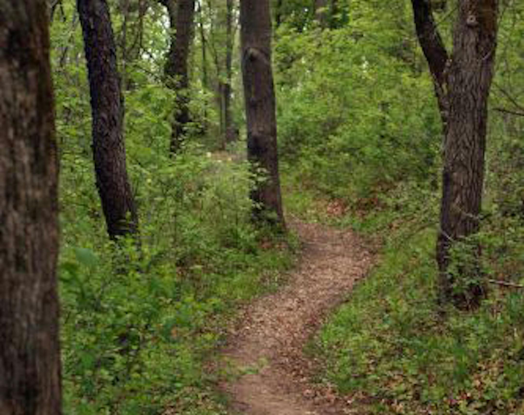 Trail at Spring Lake Park Reserve