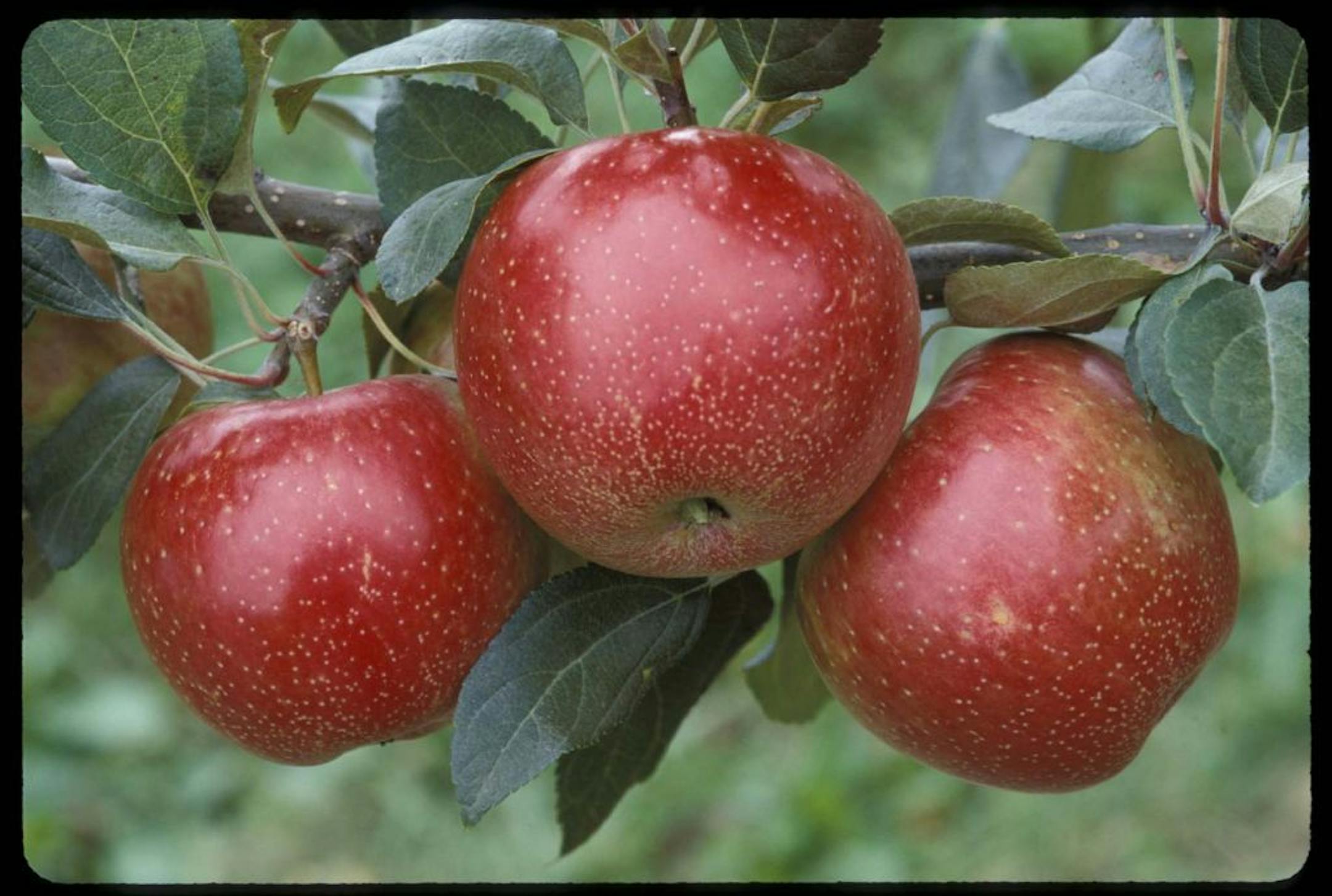 Minnesota-bred Zestar apples.
