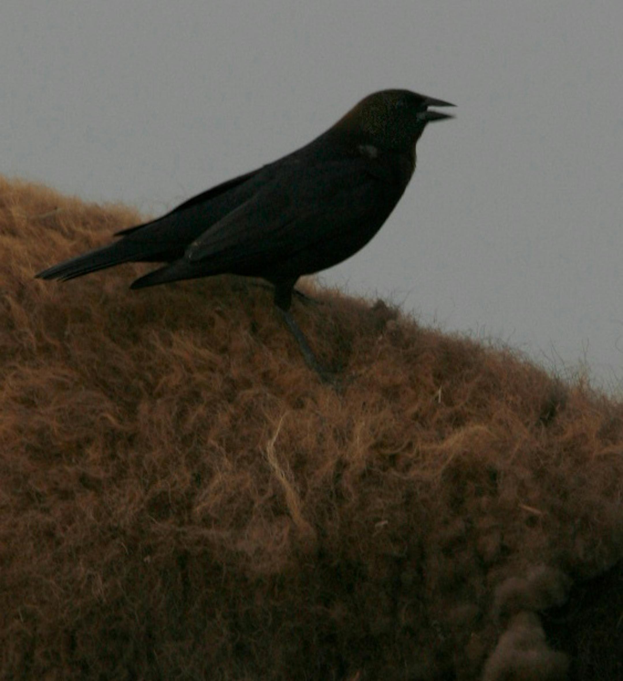 A cowbird takes a bison for a ride in Badlands National Park.