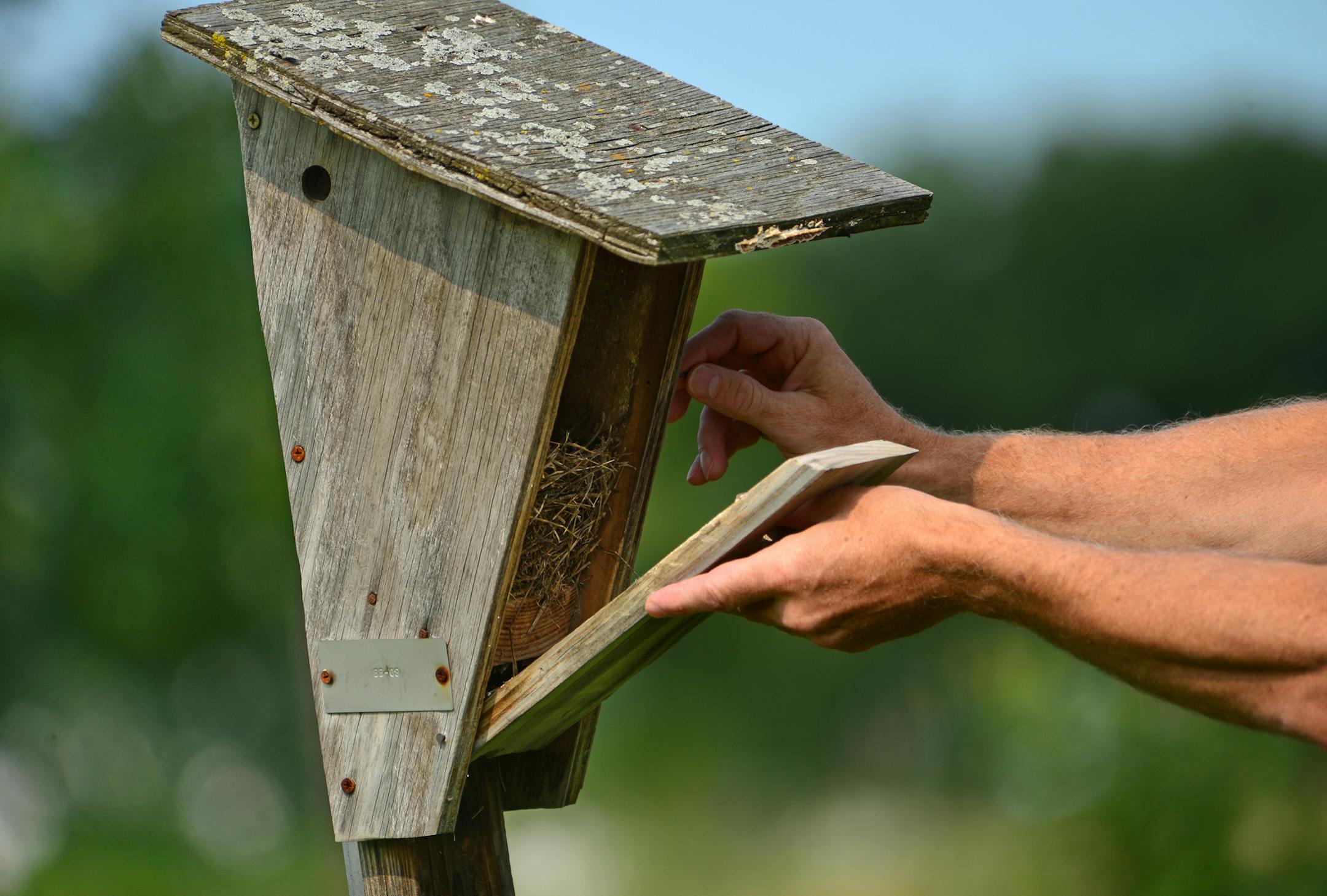 Flint Hills Resources, facilities manager Don Kern has been monitoring the bluebird boxes on restored native habitat along the Mississippi River. They anticipate 50 hatchlings this year. ]A bluebird sighting was becoming a rarity 35 years ago when 11 alarmed people created the Bluebird Recovery of Minnesota. They built and hung birdhouses and the first year they reported 22 hatchlings. Last year the group recorded more than 20,000 hatchlings. Today, bluebirds can be seen along many trails and in