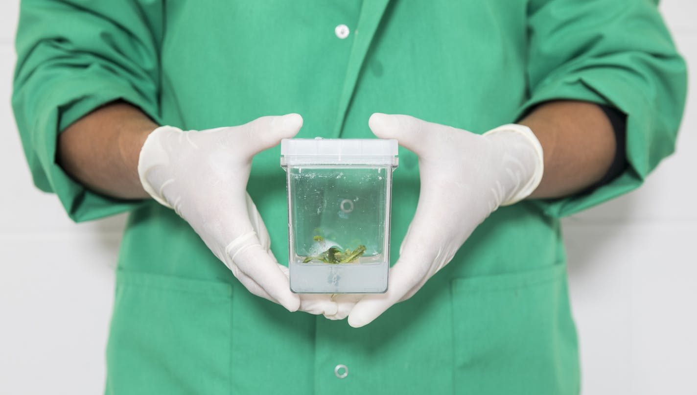 A researcher holds a canola sample at Calyxt, where experimental wheat and soybeans are also grown. Calyxt's soybean is the first of 23 gene-edited crops the Agriculture Department has recognized to date. MUST CREDIT: Photo by Tim Gruber for The Washington Post